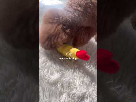 トイプードルの日常vlog🐶ぷひぷひ離さない！ #トイプードル  #vlog #日常vlog #犬のいる暮らし