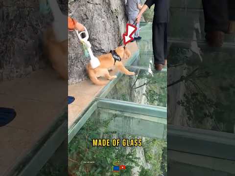 The Incredible Glass Bridge in China 😮