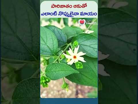 పారిజాతం ఆకుతో ఎలాంటి నొప్పులైనా మాయం | #parijatleaves #shorts #trending #healthtips #painrelief