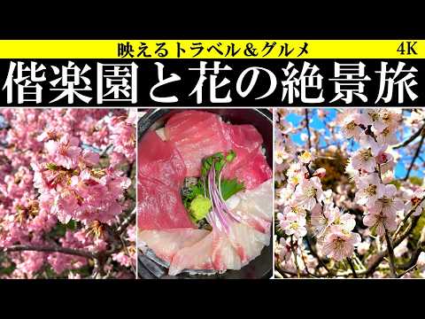 4K【春爛漫!】水戸・偕楽園の梅といばらきフラワーパークの河津桜の花天国へ