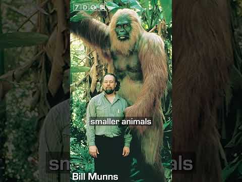 Dwarf Versions of Giant Prehistoric Orangutan Gigantopithecus Found!