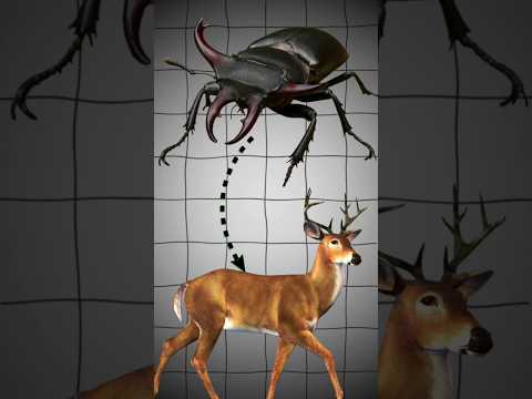 The most expensive insect in the world is Stag Beetle #shots