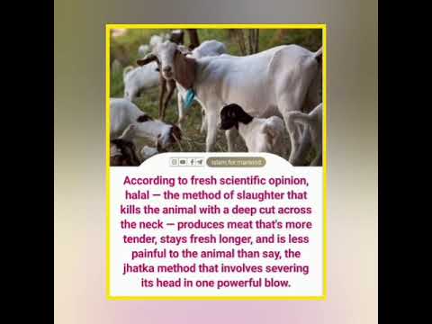 Etiquettes of Qurbani #pointtalk #Qurbani #eidaladha #muslim #fyp #eligible #slaughter #islam