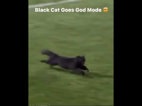 Black cat goes godmode!!