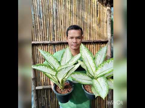 Dieffenbachia Delirah