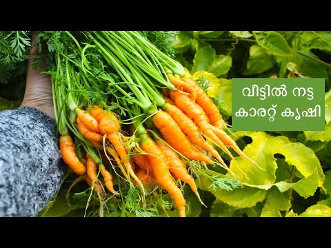കാരറ്റ് കൃഷി / Harvesting Carrots from my garden, San Jose - California.| USA Malayalam vlog