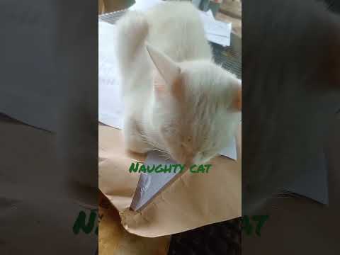 naughty cat disturb my work #shortvideo #cutecat #subscribe