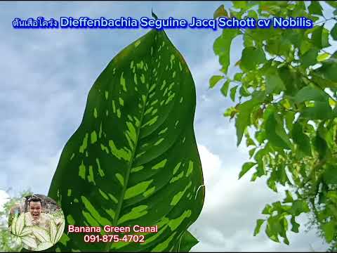 ต้นเสือโคร่ง Dieffenbachia Seguine Jacq Schott cv Nobilis