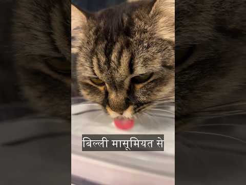 The Cat and the Cup: A Heart-Touching Parenting Lesson