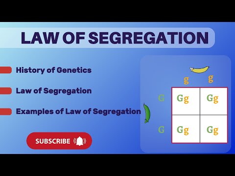 Law of segregation || Mendel's law of segregaion || Genetics