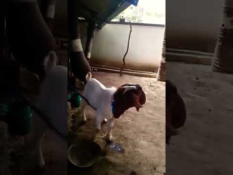 Boer Bakra #shorts