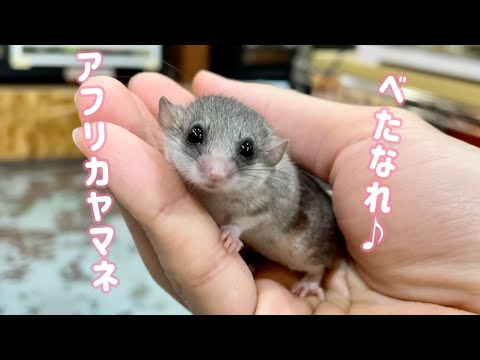 べたなれ♪アフリカヤマネちゃん‼︎（熱帯倶楽部東川口本店）