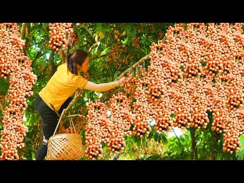 Harvesting 1000+ Giant BONBON Fruit Goes Market To Sell | Tieu Ca - Free Bushcraft