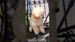 Appiano Gentile  LunaVi Caprice Male white 1.6kg #odgajivacnica_lvc #cattery_lvc #kennel_lvc #lvc