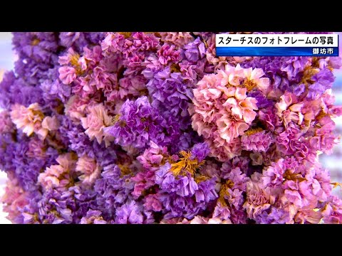 花と笑顔で市を彩る スターチスのフォトフレームの写真展示 市政施行70周年 和歌山県御坊市