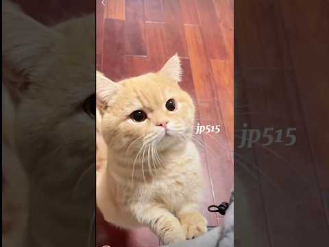 Si oyen lagi minta makan gemesin 😘 #cute #cat #kitten #catlover #pets