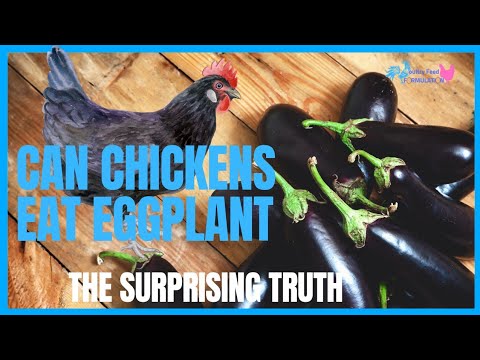 Can Chickens Eat Eggplant? The Surprising Truth!