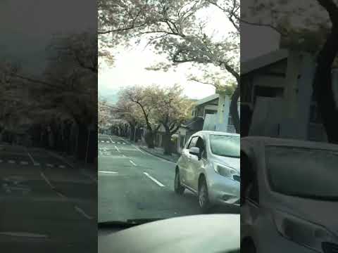 #japan #travel #artist #ronaldo #sakura #road #vehicles #shortvideo #viralshort #shortfeed #japanese