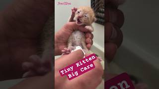 Helping the Baby Through the Hardest Part #kitten