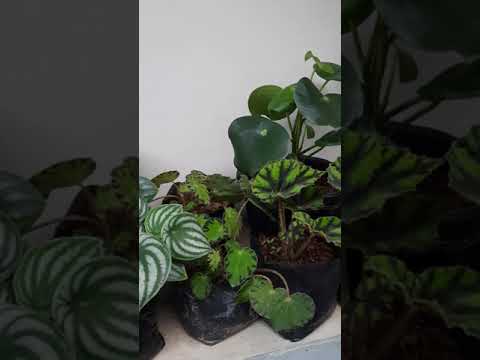 Plants!