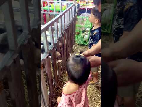 ป้อนนมน้องหมู #shortvideo