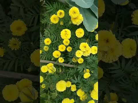 শীতকালীন গাঁদা ফুল 🏵🌼   #viralvideo  #youtubeshorts