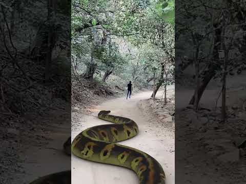 Big anaconda in jungle #shorts #short