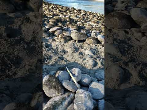 Clearing Boulders on Gravel Bar to Get Down To Gold Rich Pay Dirt