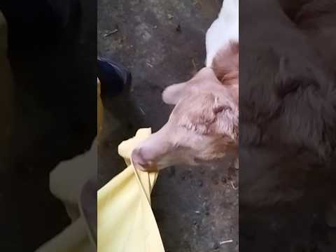 nm nnmm nmmm.. Yummy 😋 #pets #funny #youtubeshorts #goat #village