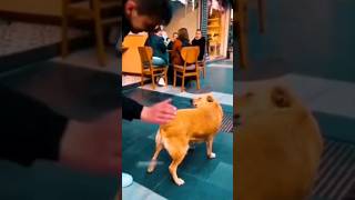 Funny Animals 2024 😂 - Funniest Cats and Dogs video 🐱 🐶 #shorts