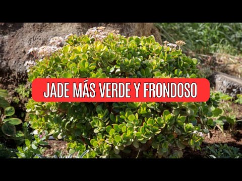 7 Tips for a Spectacular, Leafy Jade Tree