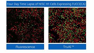scanR High-Content Screening System: Monitoring Cell Cycle Dynamics During Stem Cell Differentiation