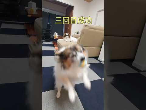 キャッチのプロ現る #犬と遊ぶ #パピヨン #可愛い