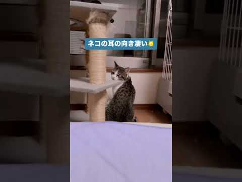 ネコの耳の向き凄い🐱  #猫のいる生活 #猫好きさんと繋がりたい #猫好きさんと繋がりたい #cat
