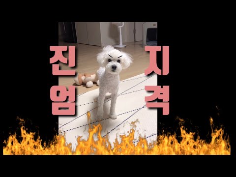 푸들의 귀여움