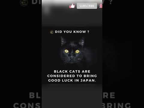 Did you know facts about cats 🐈 #shorts #facts #cats