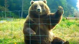 HILARIOUS Bears Being Silly  😂