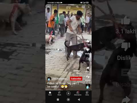 Pitbull vs street dog fight.. Be carefull#Dogs attitude#please subscribe🙏🙏