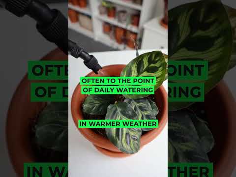 About Calathea Plant #houseplants #indoorplants #shortvideo