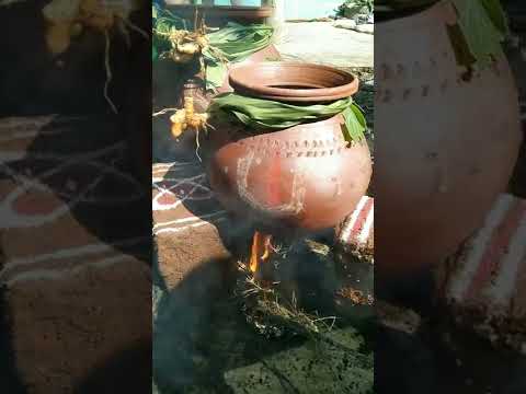 Happy Pongal to All!!  VMG'S  Kitchen & Vlogs