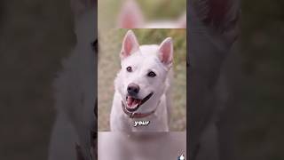 This Loyal Dog Protected a Girl All Her Life 🐕✨❤️#shorts #movieclips