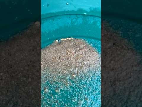 Gold Panning a Tough Clay Layer by Hand – Found Some Decent Gold!