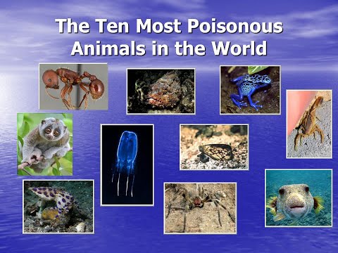 Most Poisonous Animals in the World || বিশ্বের সবচেয়ে বিষাক্ত ১০টি প্রাণী||दुनिया में खतरनाक जीव