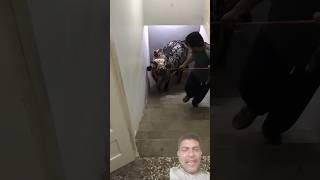 A bull 🐂 come upstairs by owners instructions #bull #animals #goat #nandibull #shortvideo