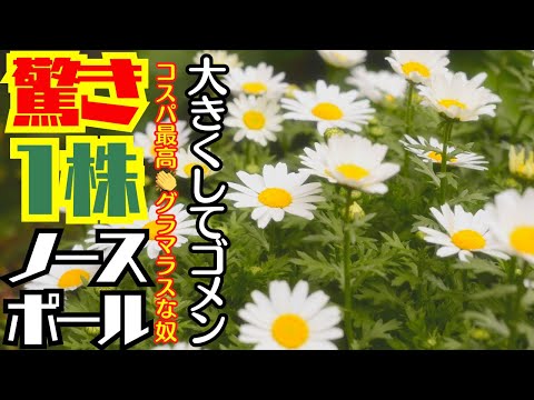 コスパ・初心者の方に最適な花!!【秋植えの花】大きくしてゴメン　コスパ最高グラマラスな奴驚き!一株!!【ノースポール】【ガーデニング】園芸・花の苗秋植え・植え方・育て方