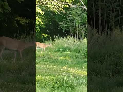 deer trying to play with cat