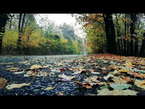 Relaxation With Rain Sounds 2020 | Relaxing Nature Sounds | Deep Sleeping Music | Relax Music Point
