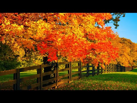 Beautiful Relaxing Music, Peaceful Soothing music "September Autumn Leaves" in 4k by Tim Janis