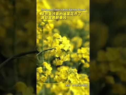 The Rapeseed Flowers in Bijie Jinsha Have Bloomed 100天的春季100分的美丽金沙县岩孔街道的油菜花开了 (来源：毕节台 金沙融媒)