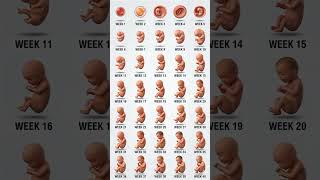 Baby Developmental stages from week 1 to week 40 #pregnancy #pregnancyjourney